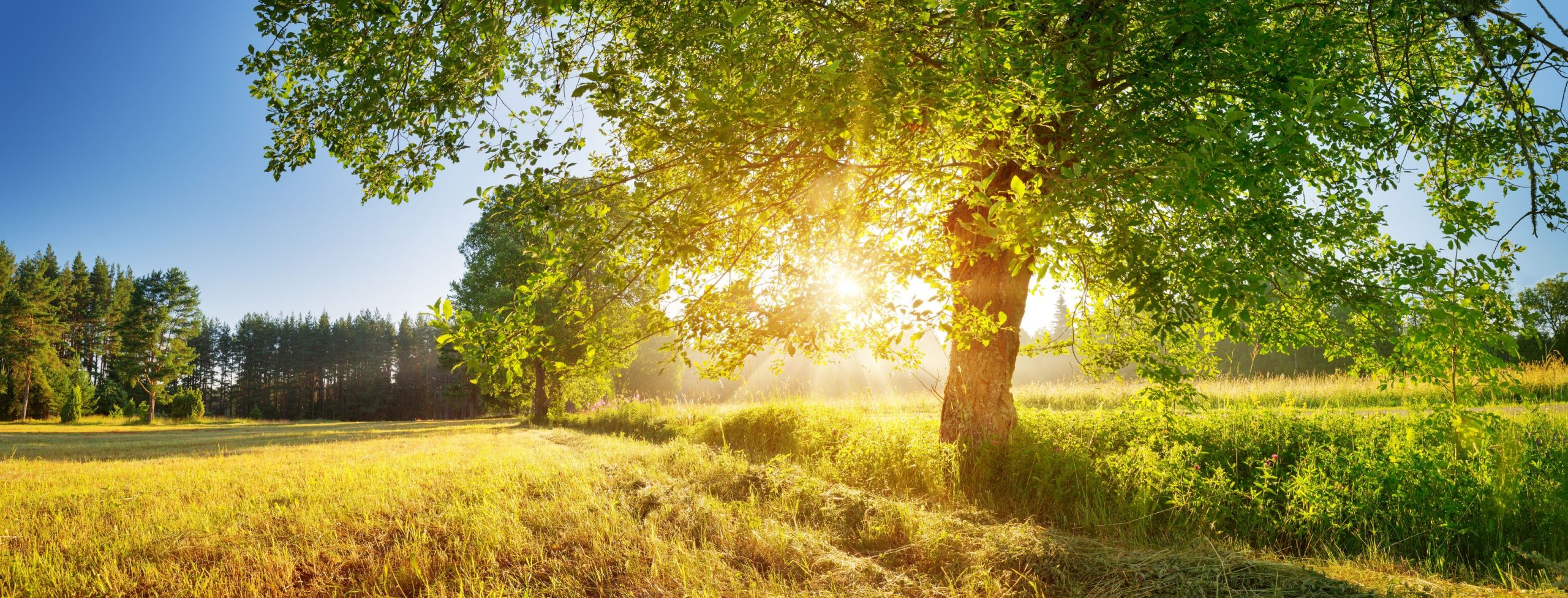 Landscape banner picture of a tree with sun shinning in background